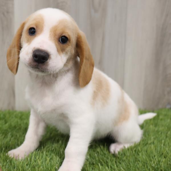 Beagle DOG Male Lemon / White 7682 Petland Robinson, PA