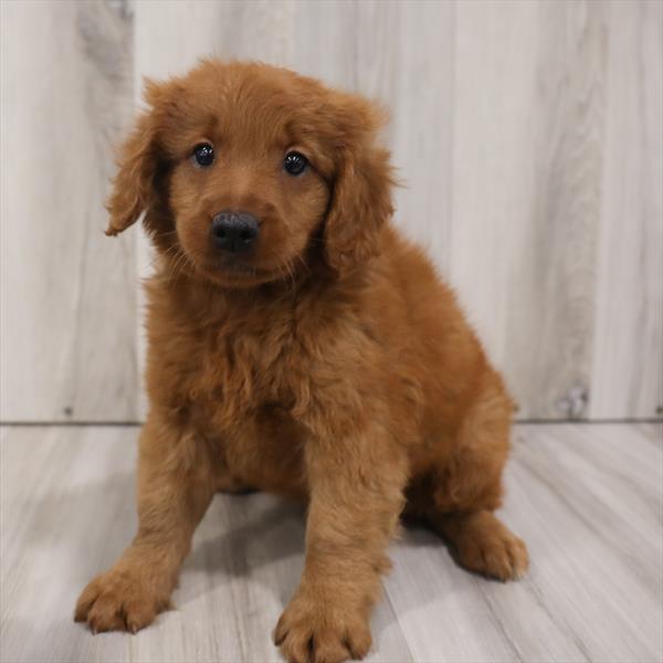 Miniature Goldendoodle DOG Female Apricot 7683 Petland Robinson, PA