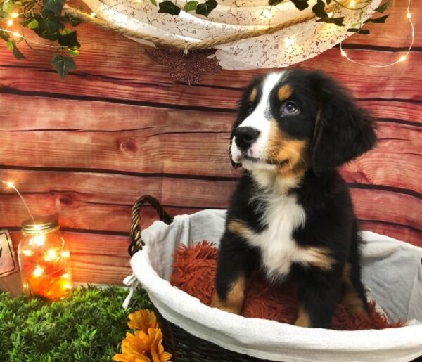 Bernese Mountain Dog DOG Female Black Rust / White 7685 Petland Robinson, PA