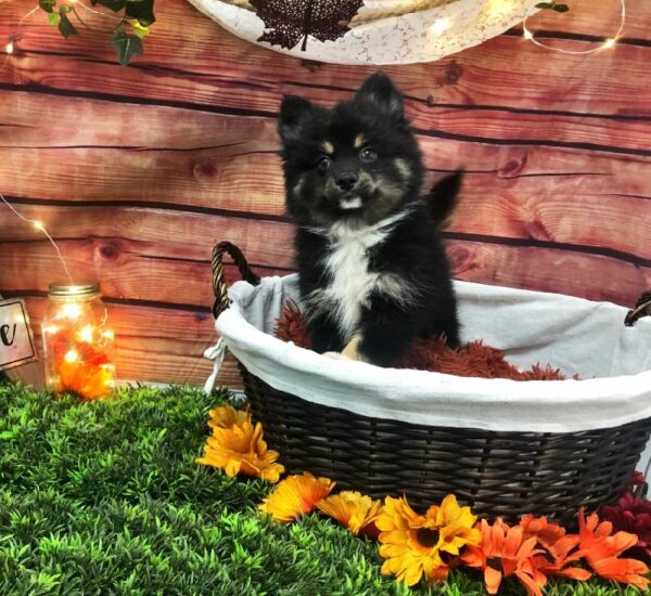 Pomsky 2nd gen.-DOG-Male-Black / Tan-7684-Petland Robinson, PA