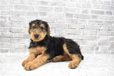 Airedale Terrier DOG Male Black and Tan 7686 Petland Robinson, PA