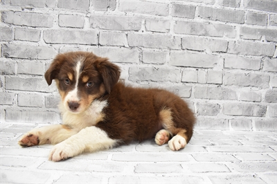 Australian Shepherd DOG Female Red 7687 Petland Robinson, PA