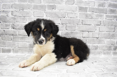 Australian Shepherd DOG Male Black and White 7688 Petland Robinson, PA