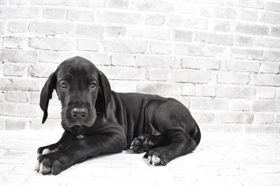 Great Dane-DOG-Male-Black-7689-Petland Robinson, Pittsburgh, PA