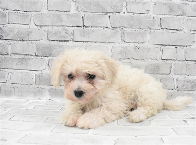 Bichon- Poo DOG Female Cream and White 7690 Petland Robinson, PA