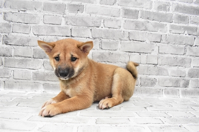 Shiba Inu DOG Male Red 7691 Petland Robinson, PA