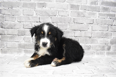 Miniature Australian Shepherd-DOG-Male-Black White and Brown-7692-Petland Robinson, Pittsburgh, PA