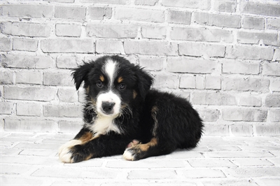 Miniature Australian Shepherd DOG Male Black White and Brown 7692 Petland Robinson, PA