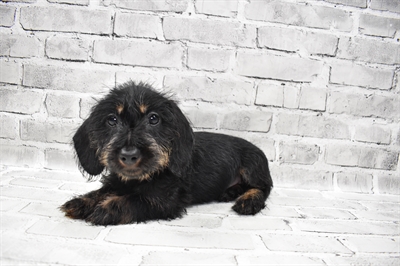 Dachshund DOG Female Black and Tan 7693 Petland Robinson, PA