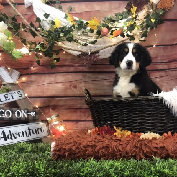 Bernese Mountain Dog DOG Male Black/Rust & White 7704 Petland Robinson, PA