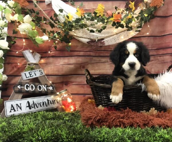 Bernese Mountain Dog DOG Male Black/Rust & White 7705 Petland Robinson, PA