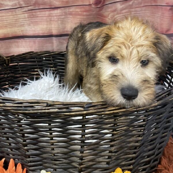 Soft Coated Wheaten Terrier DOG Male Wheaten 7715 Petland Robinson, PA