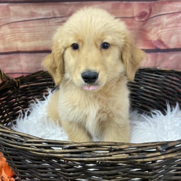 Golden Retriever DOG Male Golden 7717 Petland Robinson, PA