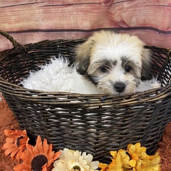 Teddy Bear-DOG-Female-Brown / White-7716-Petland Robinson, Pittsburgh, PA