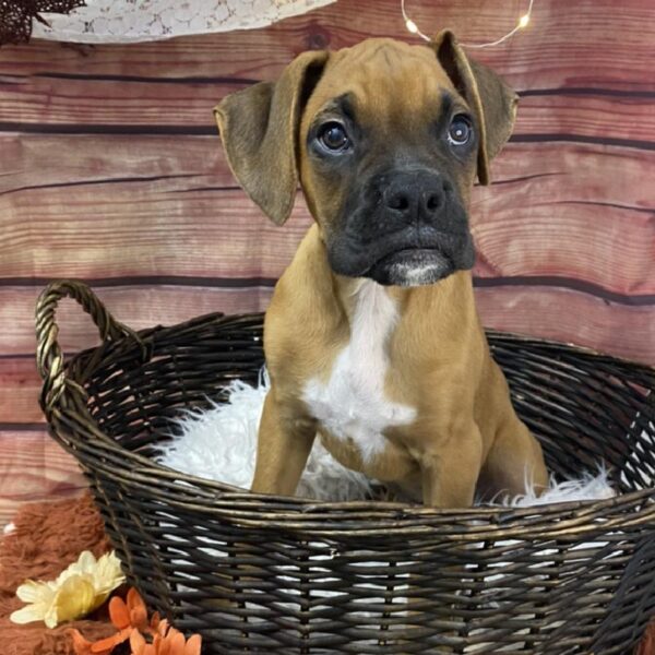 Boxer DOG Male Fawn 7712 Petland Robinson, PA