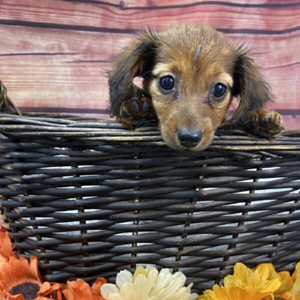 Dachshund-DOG-Female-Wild Boar-7714-Petland Robinson, Pittsburgh, PA