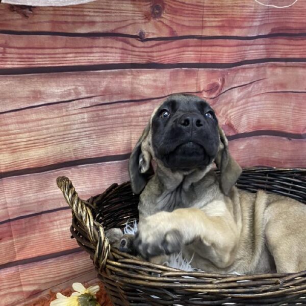 English Mastiff-DOG-Female-Fawn-7713-Petland Robinson, PA