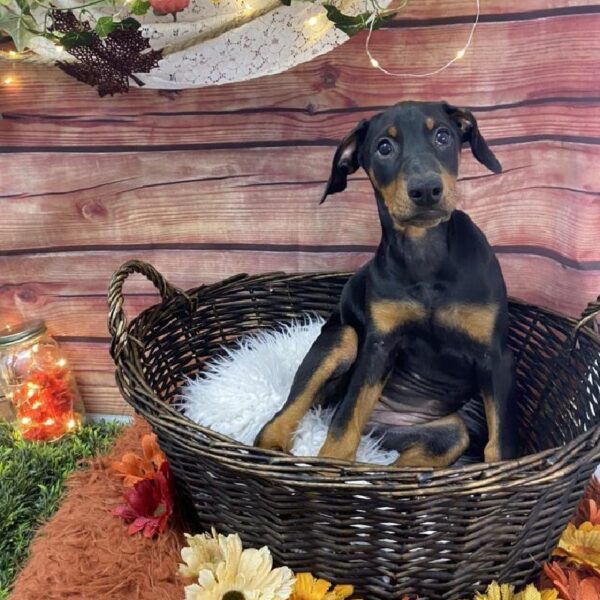 Doberman Pinscher DOG Female Black and Rust 7729 Petland Robinson, PA