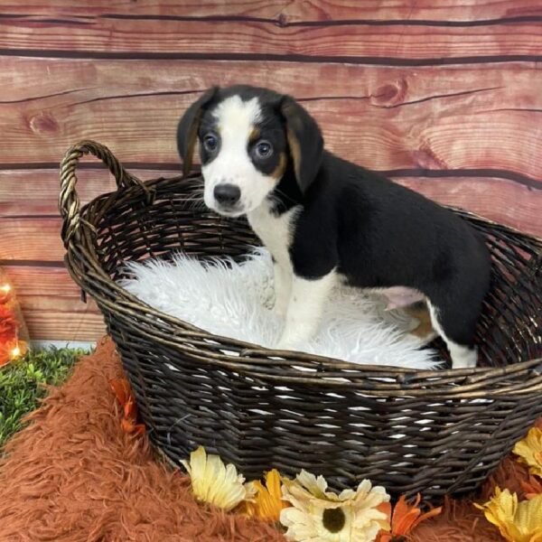 Mini Australian-Beagle DOG Male Black Gold and White 7728 Petland Robinson, PA