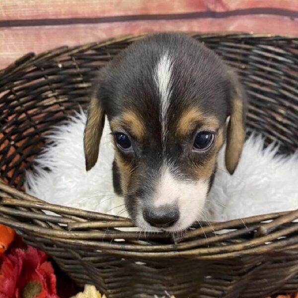 Mini Australian-Beagle DOG Male Black Gold and White 7727 Petland Robinson, PA