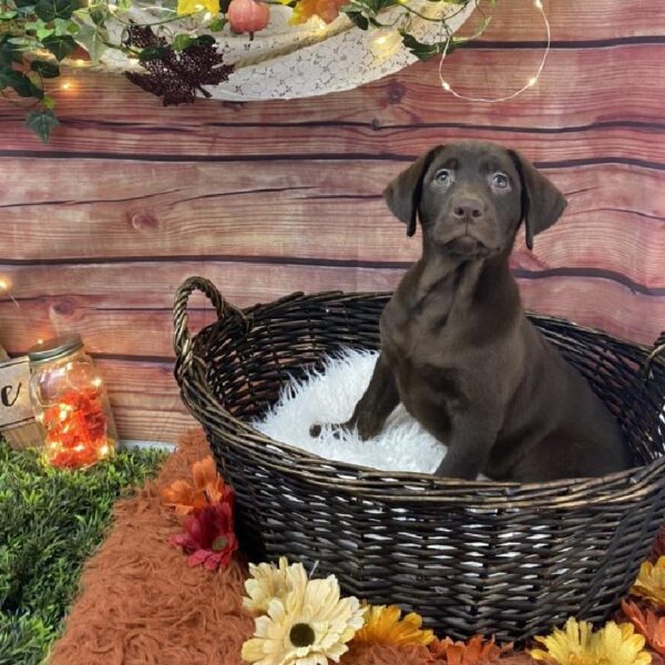 Labrador Retriever DOG Female Chocolate 7726 Petland Robinson, PA