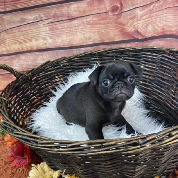 Pug DOG Female Black 7725 Petland Robinson, PA