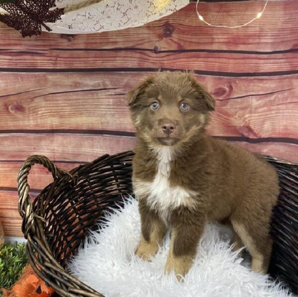 Miniature Australian Shepherd-DOG-Female-Red-7723-Petland Robinson, Pittsburgh, PA