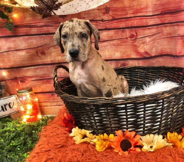 Great Dane DOG Male Merle 7721 Petland Robinson, PA