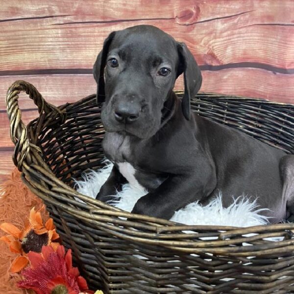 Great Dane-DOG-Male-Black-7720-Petland Robinson, Pittsburgh, PA