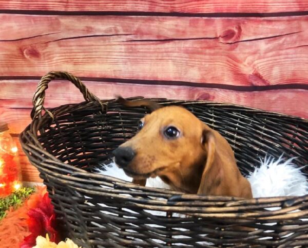 Dachshund DOG Male Red 7719 Petland Robinson, PA