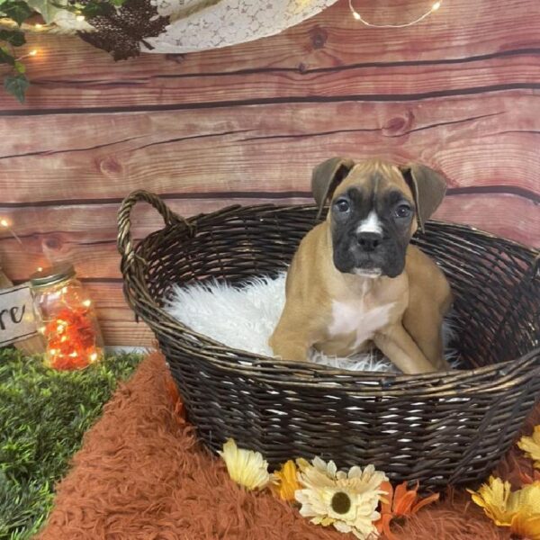 Boxer DOG Male Fawn 7718 Petland Robinson, PA