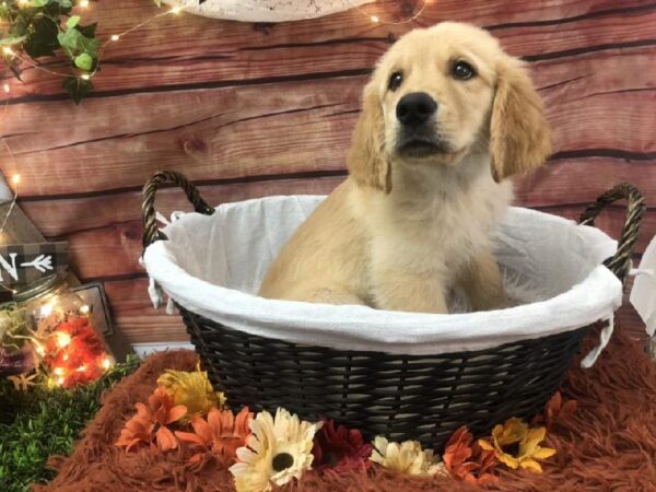 Golden Retriever DOG Male Golden 7750 Petland Robinson, PA