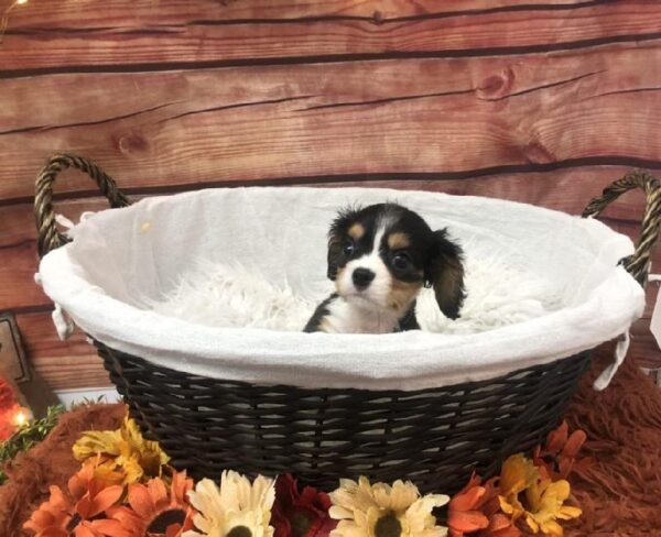 Cavalier King Charles Spaniel DOG Male Black White / Tan 7749 Petland Robinson, PA