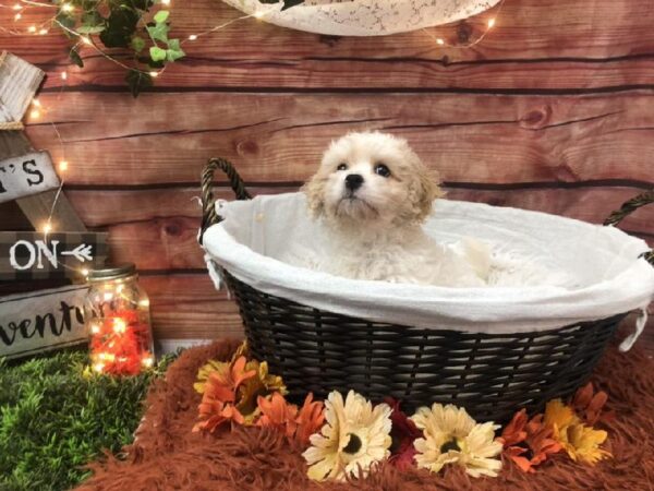 Cavachon-DOG-Male-Cream-7748-Petland Robinson, Pittsburgh, PA