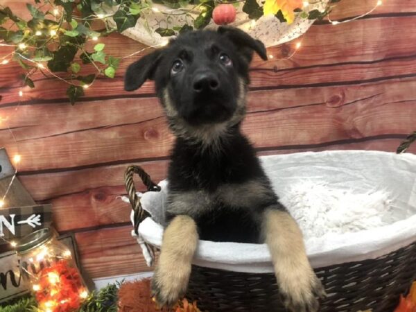 German Shepherd DOG Female Black / Tan 7746 Petland Robinson, PA