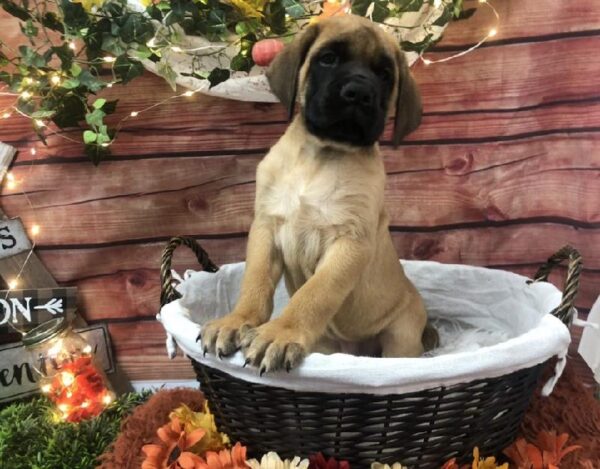 Bullmastiff DOG Male Fawn 7747 Petland Robinson, PA