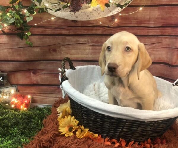 Labrador Retriever-DOG-Female-Yellow-7761-Petland Robinson, Pittsburgh, PA