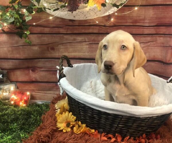 Labrador Retriever DOG Female Yellow 7761 Petland Robinson, PA