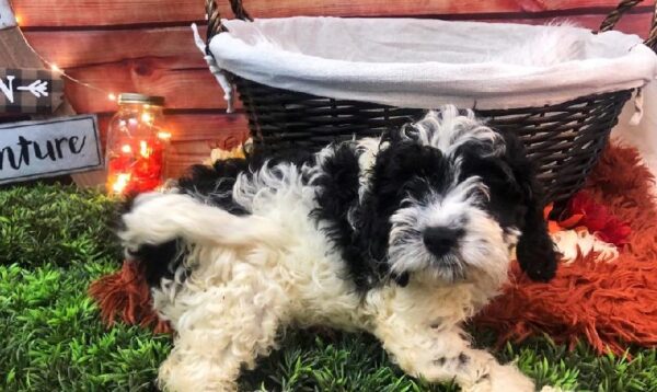 Cavapoo-DOG-Male-Black and White-7757-Petland Robinson, PA