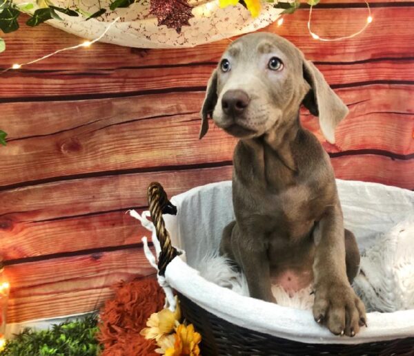 Labrador Retriever DOG Male Silver 7762 Petland Robinson, PA