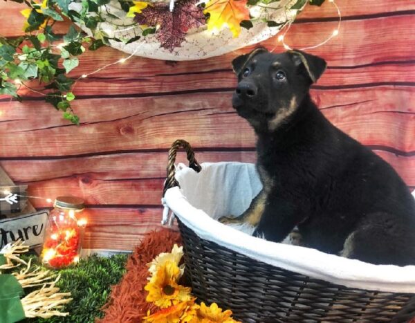 German Shepherd-DOG-Male-Black and Tan-7756-Petland Robinson, Pittsburgh, PA