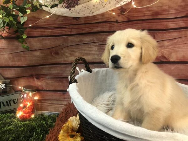 Golden Retriever DOG Female Light Golden 7767 Petland Robinson, PA