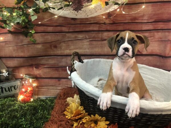 Boxer DOG Male Fawn 7751 Petland Robinson, PA