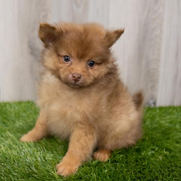 Pomeranian-DOG-Male-Red Sable-7768-Petland Robinson, PA