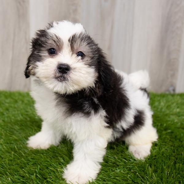 Malshi-DOG-Female-Black / White-7769-Petland Robinson, PA