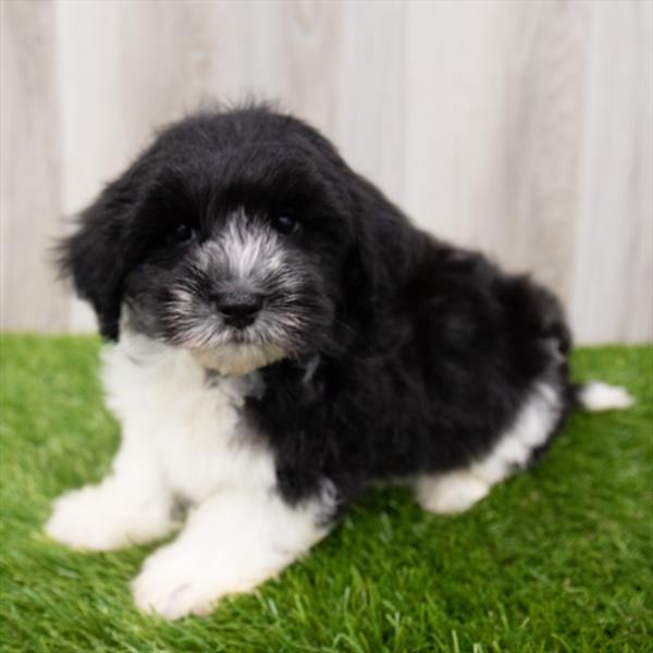 Havanese DOG Male Black / White 7770 Petland Robinson, PA