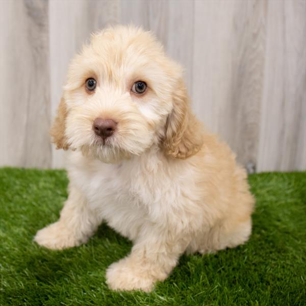 Cockapoo-DOG-Male-Buff-7771-Petland Robinson, Pittsburgh, PA