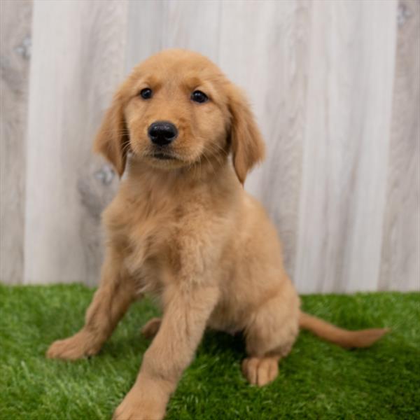 Golden Retriever DOG Female Golden 7772 Petland Robinson, PA