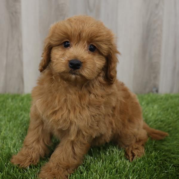 Mini Goldendoodle 2nd Gen.-DOG-Female-Red-7773-Petland Robinson, Pittsburgh, PA