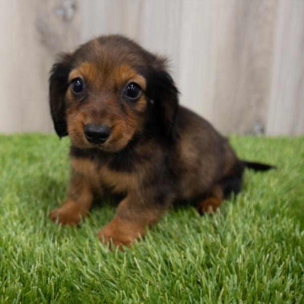 Dachshund-DOG-Female-Wild Boar-7774-Petland Robinson, Pittsburgh, PA